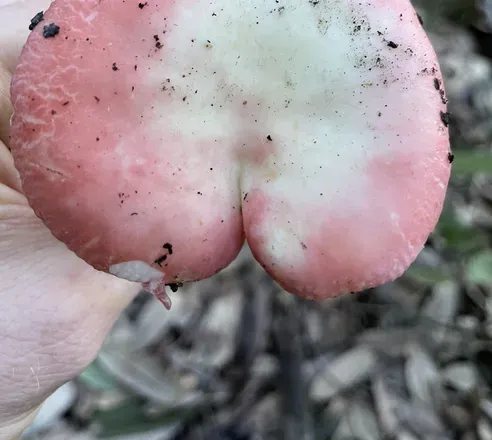 OnlyFans cuenta onlyfungi header 2