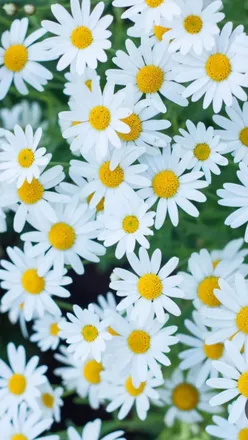 OnlyFans cuenta daisybell2022 header 2