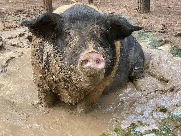 OnlyFans cuenta lennythepig avatar 1