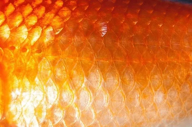 OnlyFans cuenta i_had_a_goldfish_once header 2