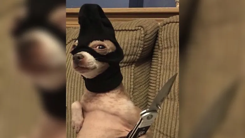 OnlyFans cuenta htxmaskedbandit header 2