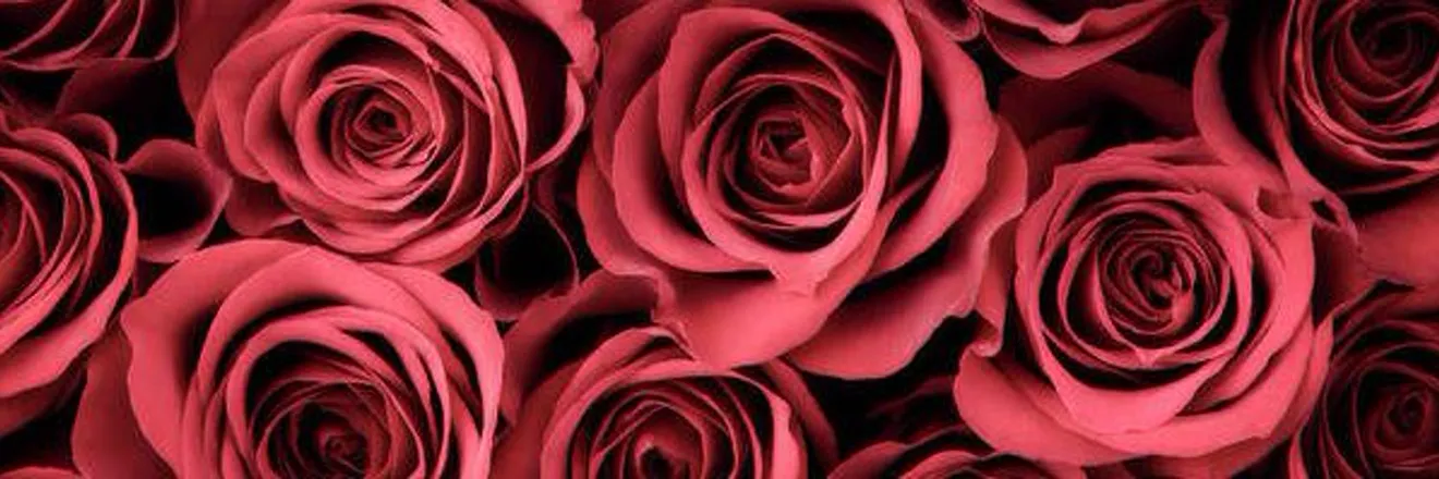 OnlyFans cuenta arianrosalee header 2