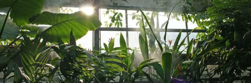 OnlyFans cuenta only_plantss header 2
