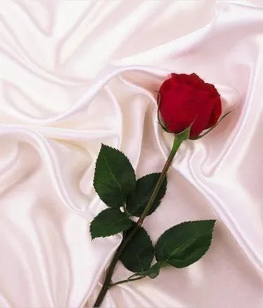 OnlyFans cuenta rosepetaldreams header 1