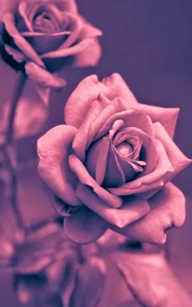 OnlyFans cuenta jessicacareless header 2