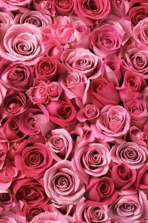 OnlyFans cuenta xoxorose header 2