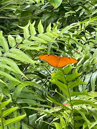 OnlyFans cuenta mariposa916 header 2