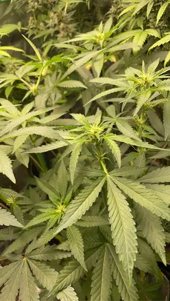 OnlyFans cuenta allystonerxox header 2