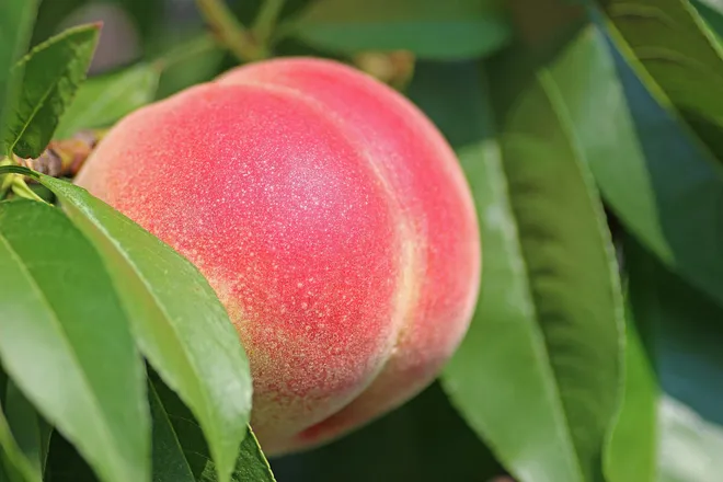 OnlyFans cuenta lunar_peach header 2