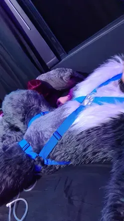 OnlyFans cuenta jaro-wolf-fox-ad avatar 1