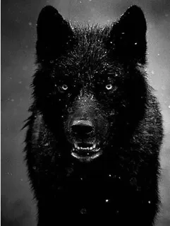 OnlyFans cuenta theblackwolf3 header 2