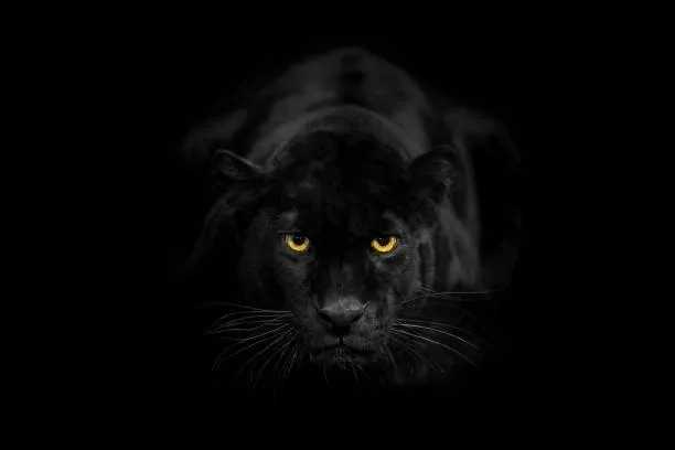 OnlyFans cuenta dark_venom header 2