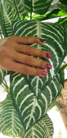 OnlyFans cuenta sweetchocolatepr header 2