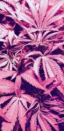 OnlyFans cuenta diamondintheweeds header 2