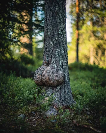 OnlyFans cuenta willieswoodworks header 2