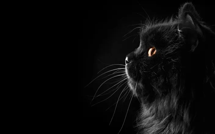 OnlyFans cuenta madeyoumeow header 2