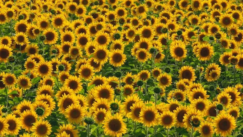 OnlyFans cuenta gay_flower header 2