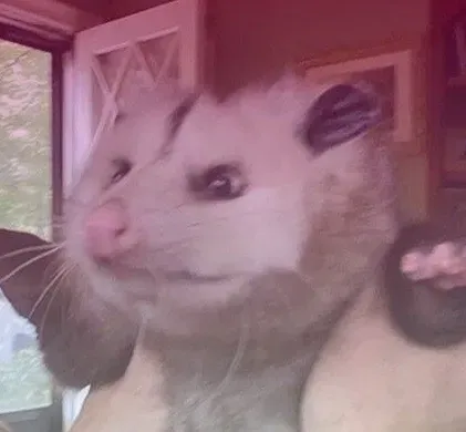 OnlyFans cuenta frogged_up_possum avatar 1