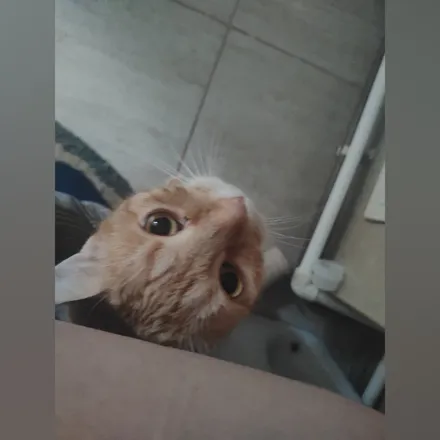 OnlyFans cuenta onlykitties.ro header 2