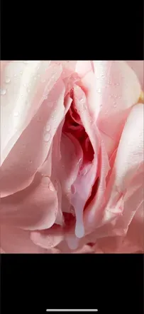 OnlyFans cuenta whitegirlroseee header 2