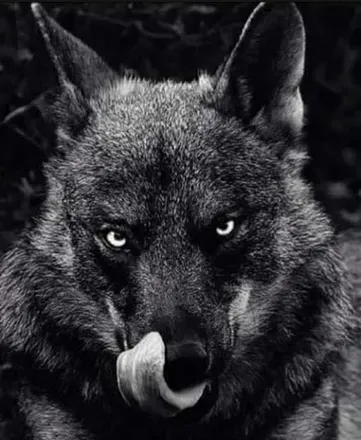 OnlyFans cuenta wolf4life avatar 1