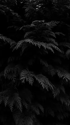 OnlyFans cuenta mx.arena header 2