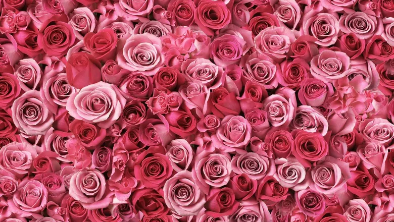 OnlyFans cuenta thepynkpiper header 2