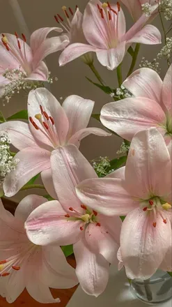 OnlyFans cuenta bloominglilium header 2