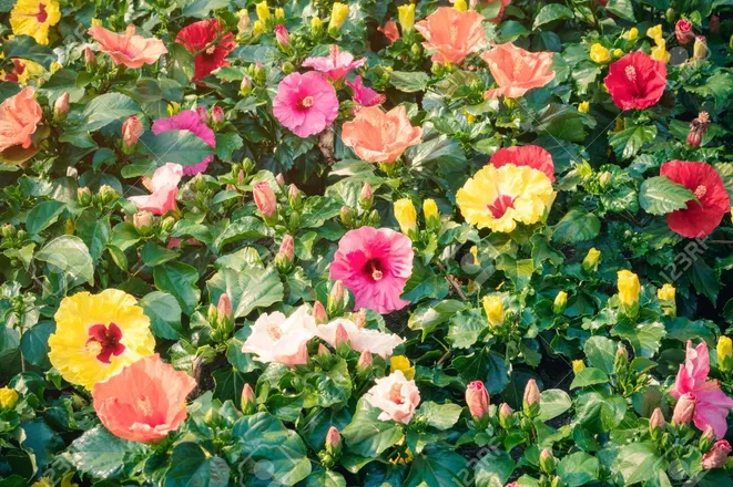 OnlyFans cuenta bloominblossombottom header 2