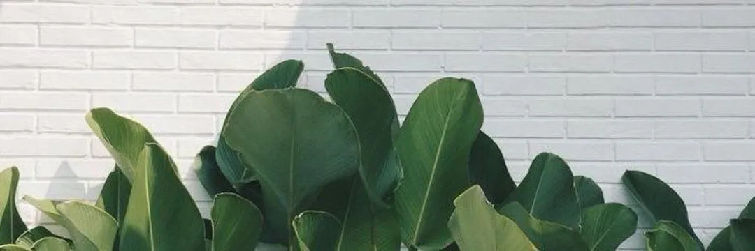 OnlyFans cuenta loveinnature header 2