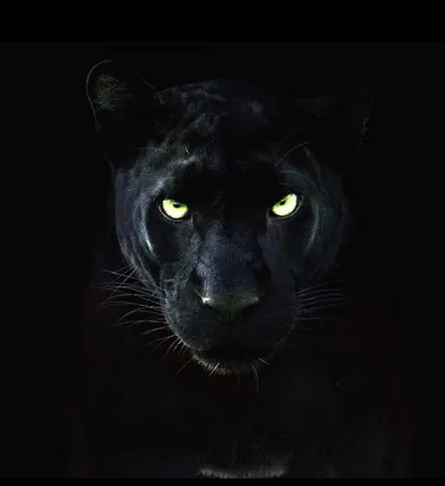 OnlyFans cuenta ricanpanther718 header 2