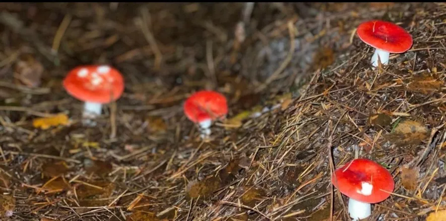 OnlyFans cuenta mrsmoonshine header 2