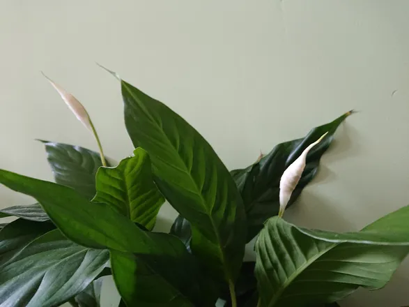 OnlyFans cuenta floweringlilly header 2
