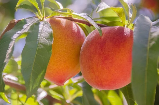 OnlyFans cuenta twinnpeaches header 2