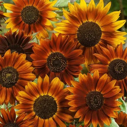 OnlyFans cuenta asunflowerbratxxx header 2