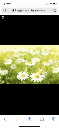 OnlyFans cuenta lovesdaisies header 2