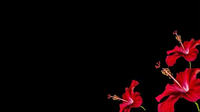 OnlyFans cuenta venusgwild header 2