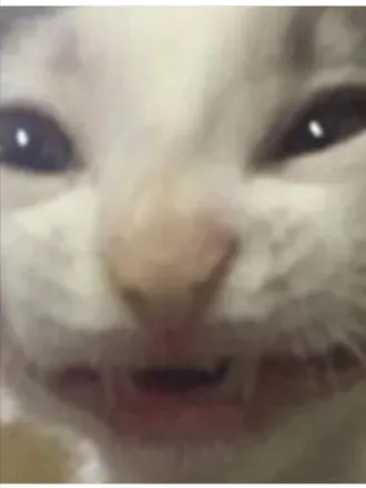 OnlyFans cuenta chadraccoon avatar 1