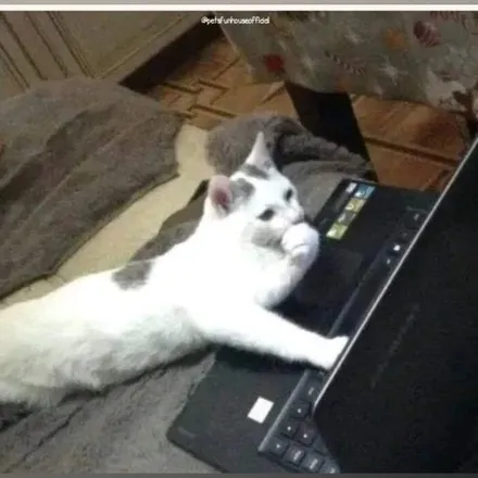 OnlyFans cuenta meowskimami header 2
