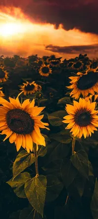 OnlyFans cuenta sunshinex94 header 2