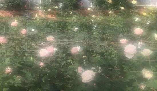 OnlyFans cuenta only1fairy header 2