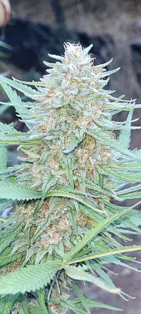 OnlyFans cuenta dreamsativa header 2