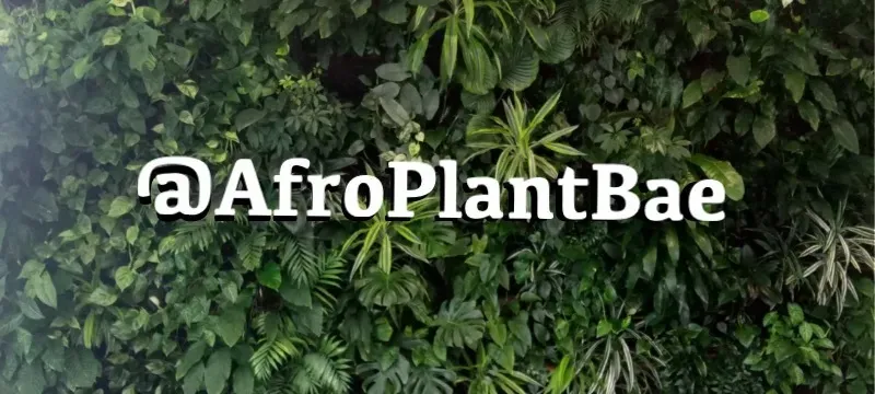 OnlyFans cuenta afroplantbae header 2
