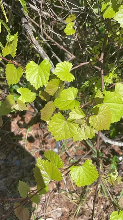 OnlyFans cuenta greenrainn header 2