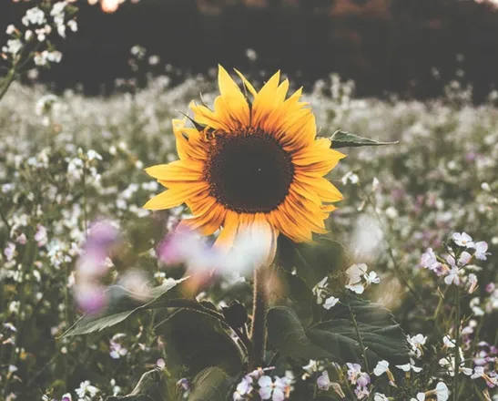 OnlyFans cuenta kinkedsunflower header 2