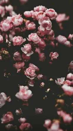 OnlyFans cuenta scarlettloverosevip header 2
