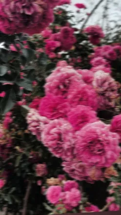 OnlyFans cuenta deusacacheada header 2