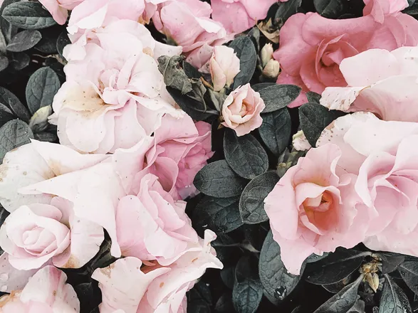 OnlyFans cuenta fluersflowergarden header 2