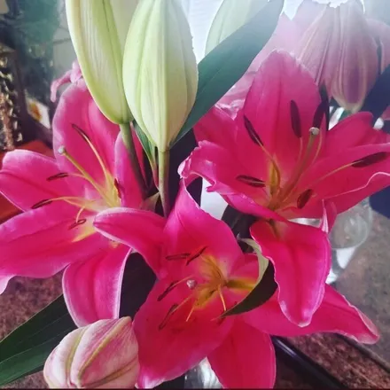 OnlyFans cuenta liliumgaze header 2