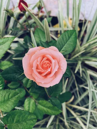OnlyFans cuenta pinkdandelion header 2